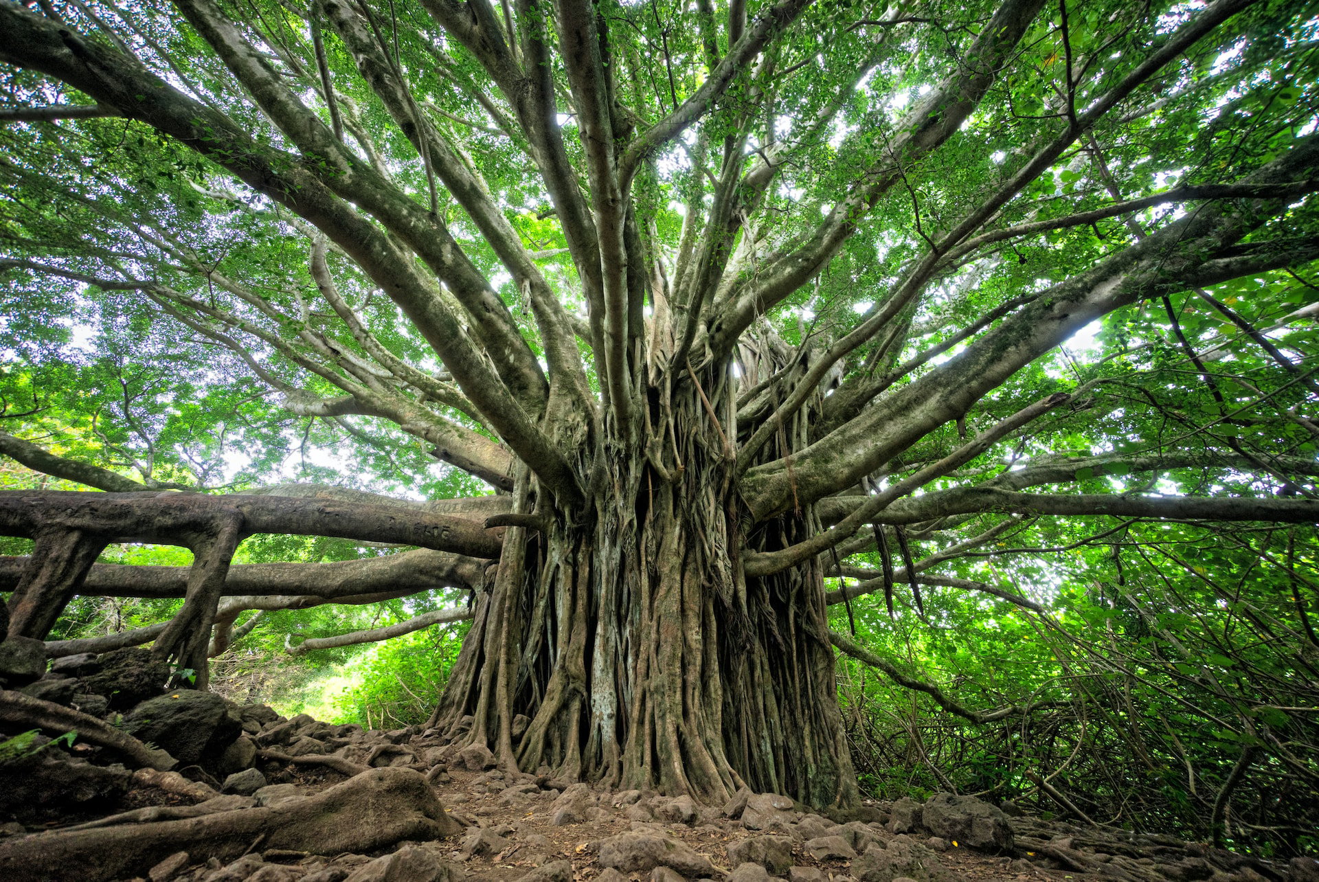 Exploring Innovative Tools and Technologies in Modern Arboriculture ...
