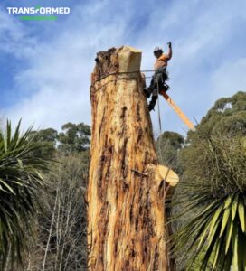 1 tree-removal-burwood-vic