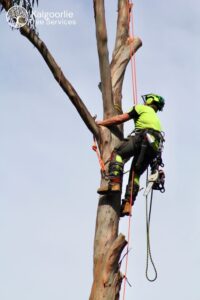 Tree-Cutting-Goldfields